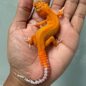 jual gecko bell patty stripe ct ph radar jantan