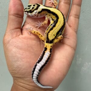 jual gecko tangerine bold stripe ph tremper jantan contest quality