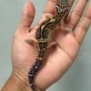 jual gecko tangerine black night jantan