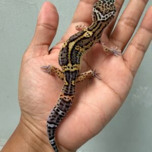 jual gecko tangerine black night jantan