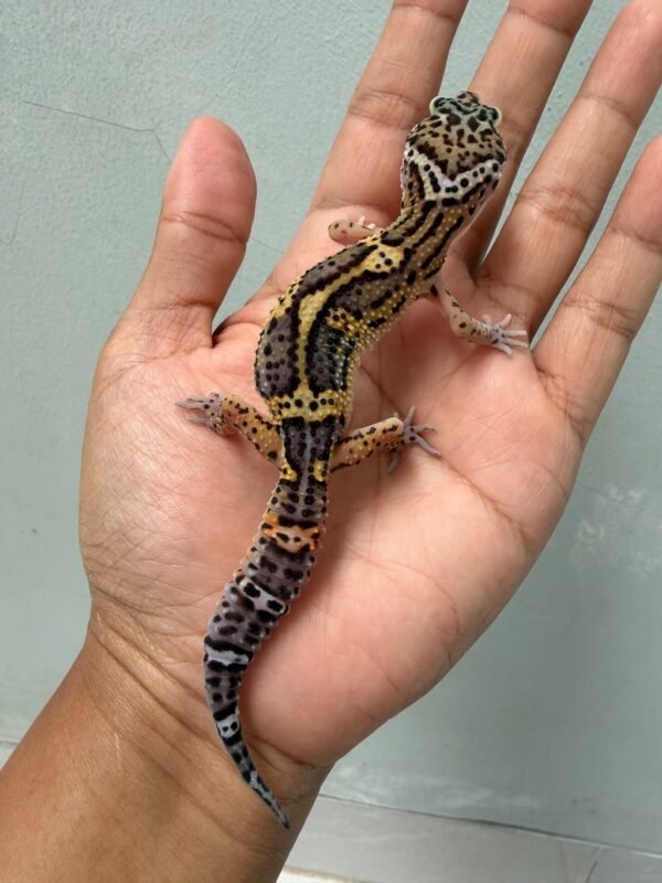 jual gecko tangerine black night jantan