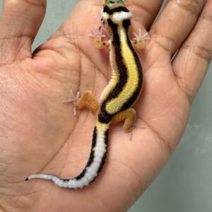 jual gecko bold stripe bandit line het tremper incub jantan baby