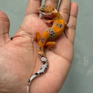 jual gecko emerine ph tremper incub betina baby