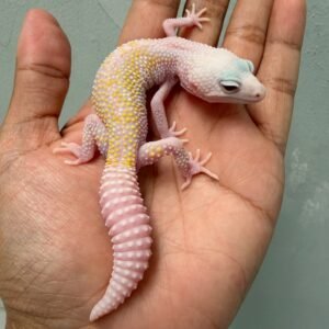 jual gecko poss super white knight jantan rare