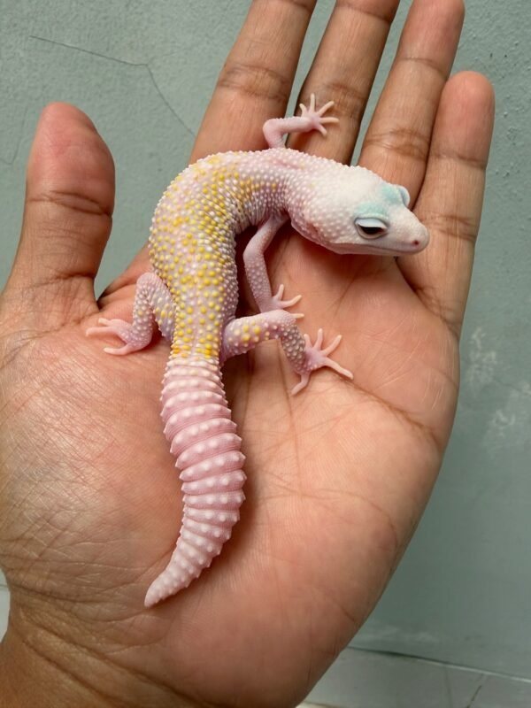 IMG_5612 jual gecko poss super white knight jantan rare