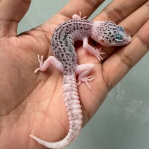 jual gecko pied black night cross ph tremper jantan bahan panda
