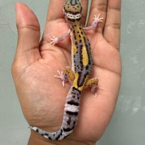 jual gecko eclipse jungle black night cross jantan rare