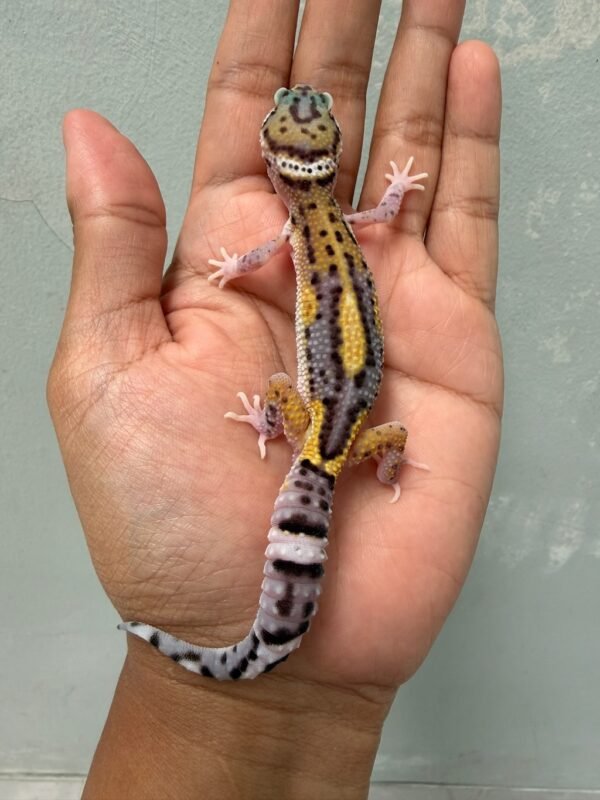 IMG_5618 jual gecko eclipse jungle black night cross jantan rare