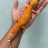 IMG_5710 jual gecko hybino ct ph raptor betina indukan nice color