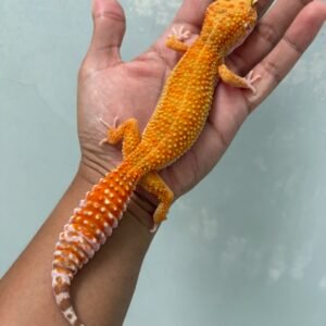 jual gecko hybino ct ph raptor betina indukan nice color
