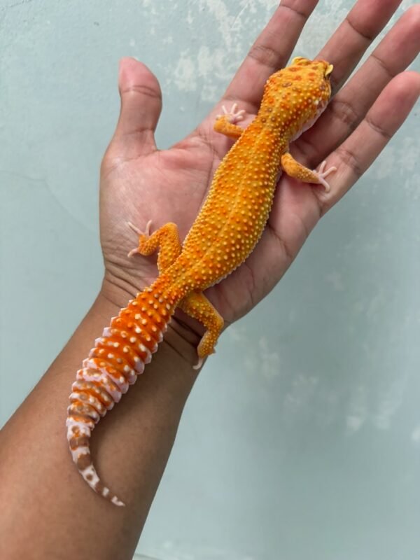 IMG_5710 jual gecko hybino ct ph raptor betina indukan nice color