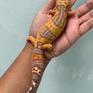 IMG_5713 jual gecko tremper lavender betina indukan gendut lucu