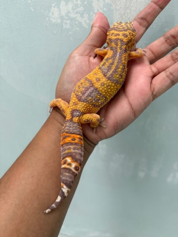 IMG_5713 jual gecko tremper lavender betina indukan gendut lucu