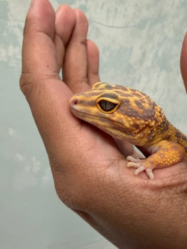 IMG_5714 Tremper Lavender - Betina - B260556 - MINUS - GENDUT LUCU