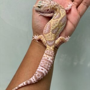 IMG_5716 jual gecko mack snow tremper albino betina indukan