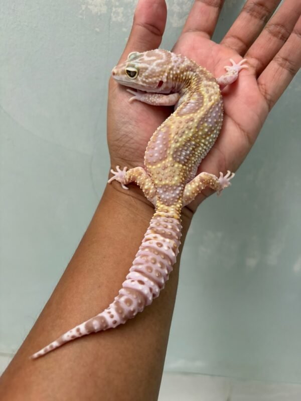 IMG_5716 jual gecko mack snow tremper albino betina indukan