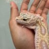 IMG_5717 Mack Snow Tremper Albino - Betina - B251186