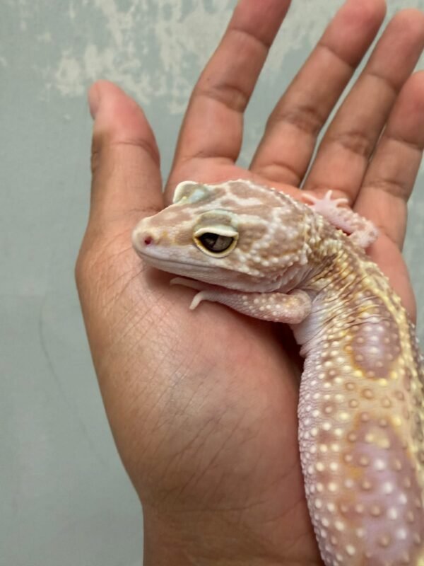 IMG_5717 Mack Snow Tremper Albino - Betina - B251186