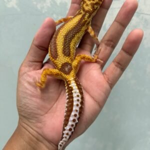 jual gecko tremper bold stripe betina indukan bahan bagus