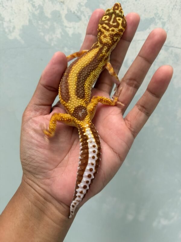 IMG_5719 jual gecko tremper bold stripe betina indukan bahan bagus