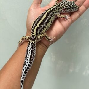 IMG_5722 jual gecko mack snow bold stripe betina indukan