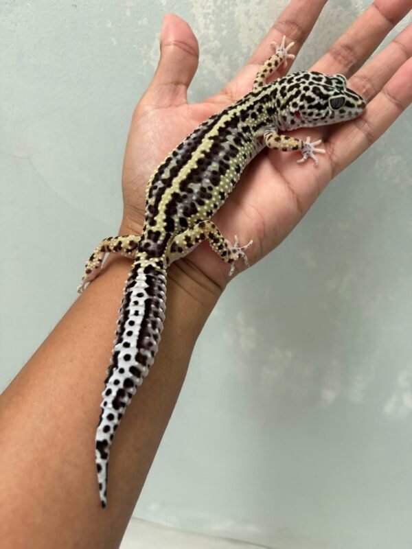 IMG_5722 jual gecko mack snow bold stripe betina indukan
