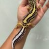 IMG_5726 jual gecko bold stripe het tremper betina bahan bagus