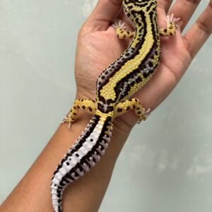 jual gecko bold stripe het tremper betina bahan bagus