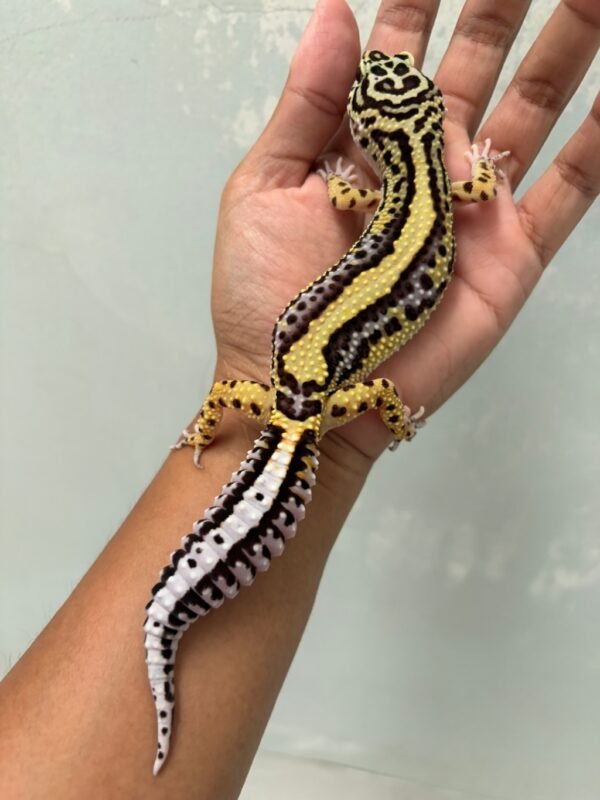 IMG_5726 jual gecko bold stripe het tremper betina bahan bagus