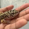 IMG_5727 Bold Stripe het Tremper - Betina - R250687 - BAHAN BAGUS