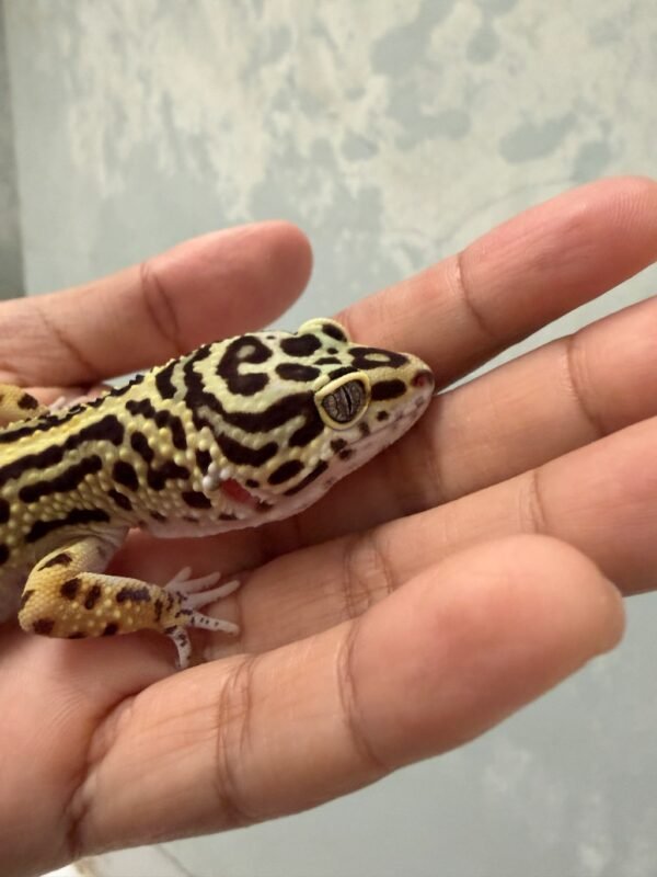 IMG_5727 Bold Stripe het Tremper - Betina - R250687 - BAHAN BAGUS
