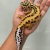 IMG_5732 jual gecko tangerine stripe ph tremper betina tembus indukan gendut lucu