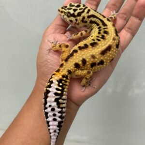 jual gecko tangerine stripe ph tremper betina tembus indukan gendut lucu