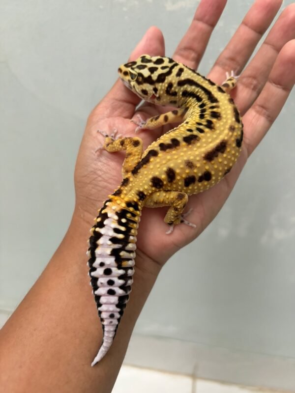 IMG_5732 jual gecko tangerine stripe ph tremper betina tembus indukan gendut lucu