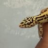 IMG_5733 Tangerine Stripe ph Tremper - Betina - B250968 - TEMBUS - GENDUT LUCU