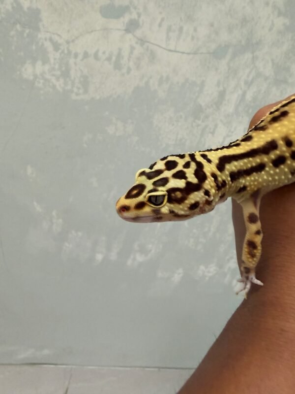 IMG_5733 Tangerine Stripe ph Tremper - Betina - B250968 - TEMBUS - GENDUT LUCU