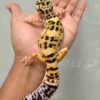 IMG_5735 jual gecko tangerine bold banded betina indukan