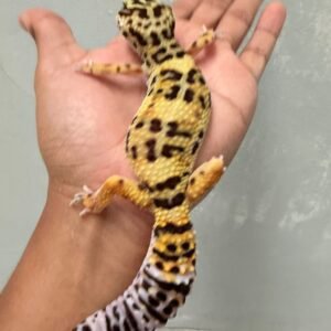 jual gecko tangerine bold banded betina indukan