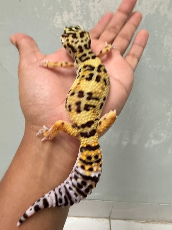 IMG_5735 jual gecko tangerine bold banded betina indukan