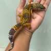 IMG_5738 jual gecko tangerine black night betina indukan