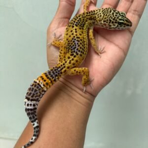 jual gecko tangerine black night betina indukan