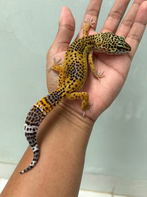 IMG_5738 jual gecko tangerine black night betina indukan