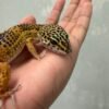 IMG_5739 Tangerine Black Night ph Tremper - Betina - B260914