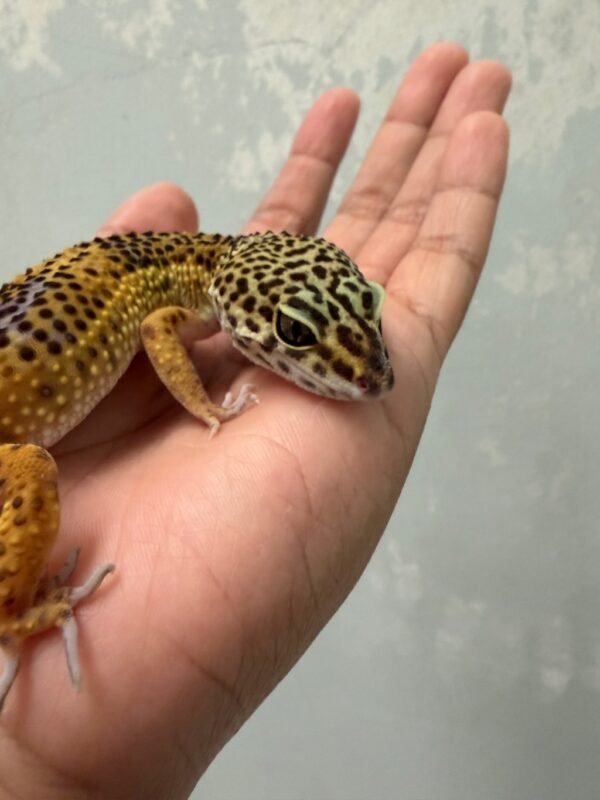 IMG_5739 Tangerine Black Night ph Tremper - Betina - B260914