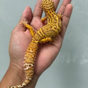 jual gecko mack snow bell albino ph radar betina indukan