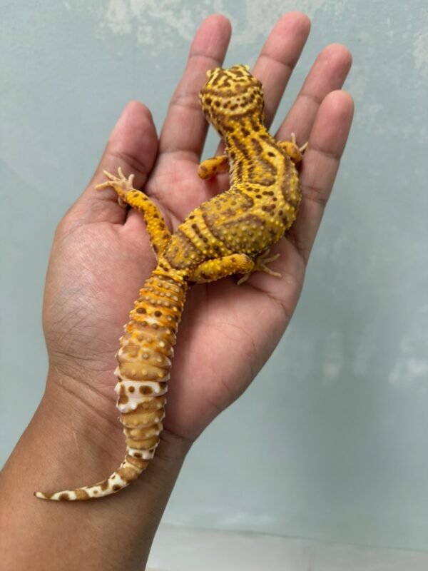 IMG_5741 jual gecko mack snow bell albino ph radar betina indukan