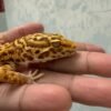 IMG_5742 Mack Snow Bell Albino ph Radar - Betina - R250602