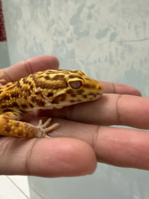 IMG_5742 Mack Snow Bell Albino ph Radar - Betina - R250602