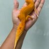IMG_5748 jual gecko raptor glow betina indukan rare langka
