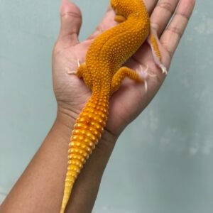 jual gecko raptor glow betina indukan rare langka